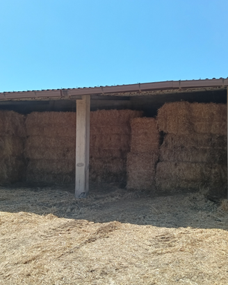 Paglia di orzo