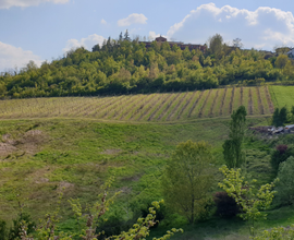 Terreno agricolo con vigneto