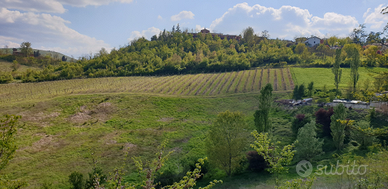 Terreno agricolo con vigneto