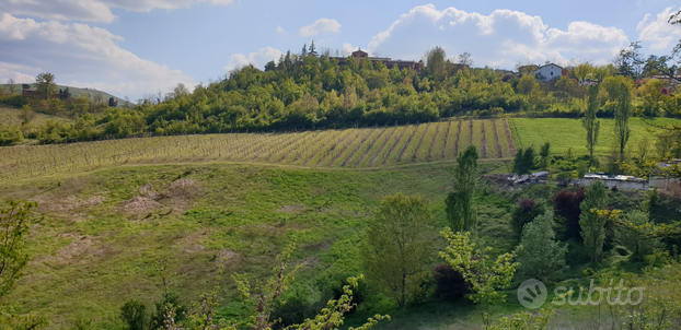 Terreno agricolo con vigneto