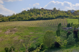 Terreno agricolo con vigneto