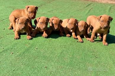 Pitbull ADBA