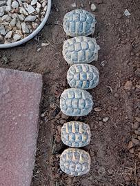 Tartarughine