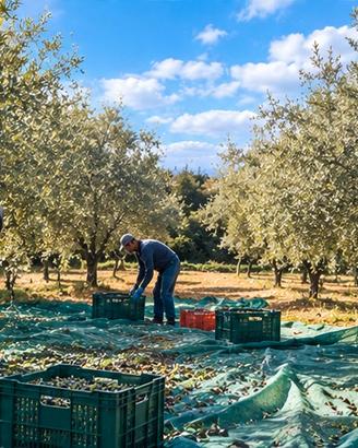 Uliveto ad Acri -40 piante -terreno piano-2000mq