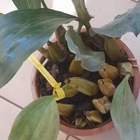 orchidea botanica : Bifrenaria harrisoniae