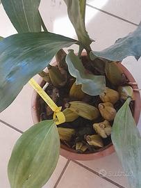 orchidea botanica : Bifrenaria harrisoniae