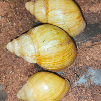 Archachatina Marginata Icterica