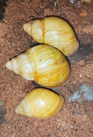 Archachatina Marginata Icterica