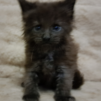 Splendido cucciolo Maine coon nero solido