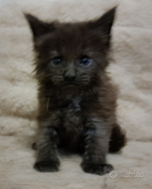 Splendido cucciolo Maine coon nero solido