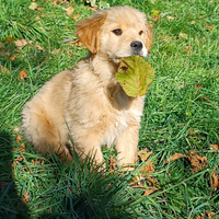 Cucciolo Golden Retriever