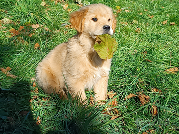 Cucciolo Golden Retriever