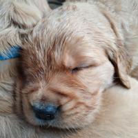 Cuccioli Golden retriever alta genealogia