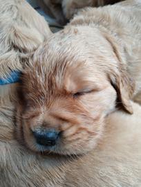 Cuccioli Golden retriever alta genealogia