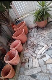 5 vasi più  pianta