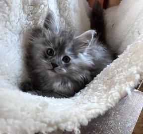 Femmina di Maine Coon