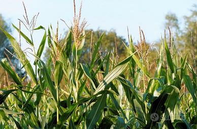 Terreno agricolo