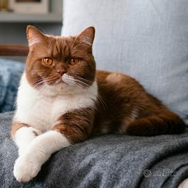 British Shorthair Rehoming