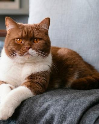 British Shorthair Rehoming
