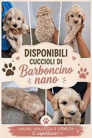 Barboncino e maltipoo