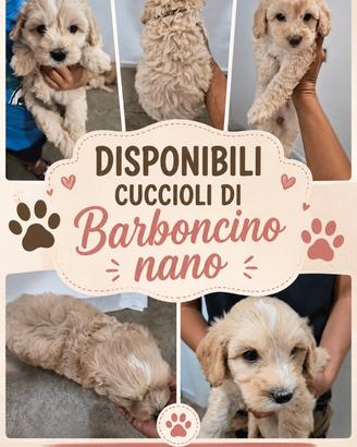 Barboncino e maltipoo