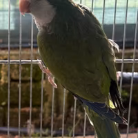 Parrocchetti monaci pappagalli