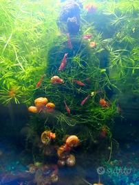 Legno bonsai con muschio