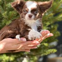 Chihuahua maschio pello lungo