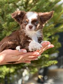 Chihuahua maschio pello lungo