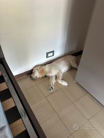 Golden Retriever di 4 mesi