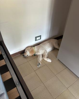 Golden Retriever di 4 mesi