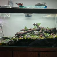 acquario 250 litri CIANO