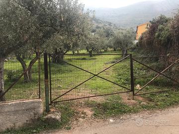 Uliveto secolare