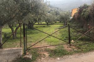 Uliveto secolare