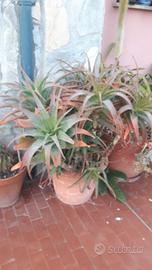 Aloe arborescens 70 cm