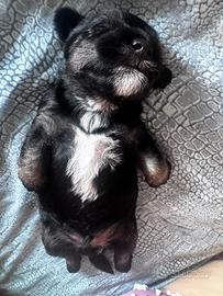 Morkie terrier