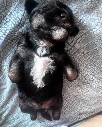 Morkie terrier