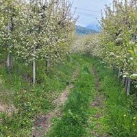 RGE 17/2024 - Tribunale di Bolzano - Lotto 11