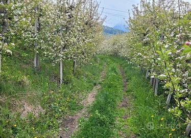 RGE 17/2024 - Tribunale di Bolzano - Lotto 11