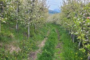 RGE 17/2024 - Tribunale di Bolzano - Lotto 11