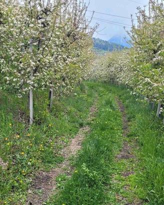 RGE 17/2024 - Tribunale di Bolzano - Lotto 11