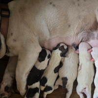 Bulldog francese cuccioli