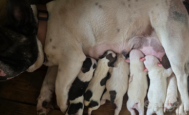 Bulldog francese cuccioli