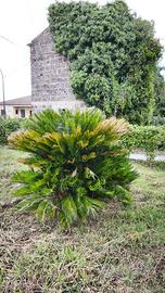 cycas fusto 80 cm e 60 cm