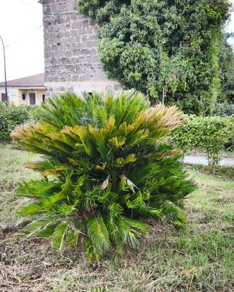 cycas fusto 80 cm e 60 cm
