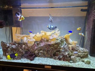 Acquario Marino completo 120 Lt