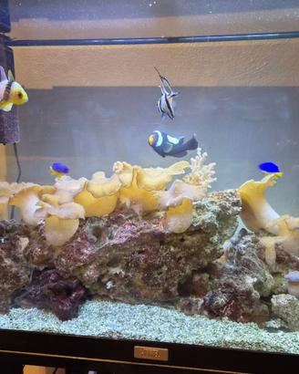 Acquario Marino completo 120 Lt