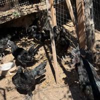 Cemani e altre razze da incubare