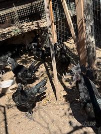 Cemani e altre razze da incubare