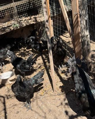 Cemani e altre razze da incubare